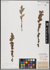 Foto von Salix aurita L.